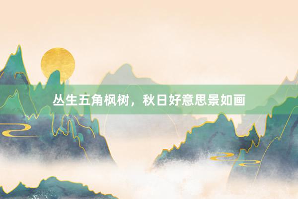 丛生五角枫树，秋日好意思景如画